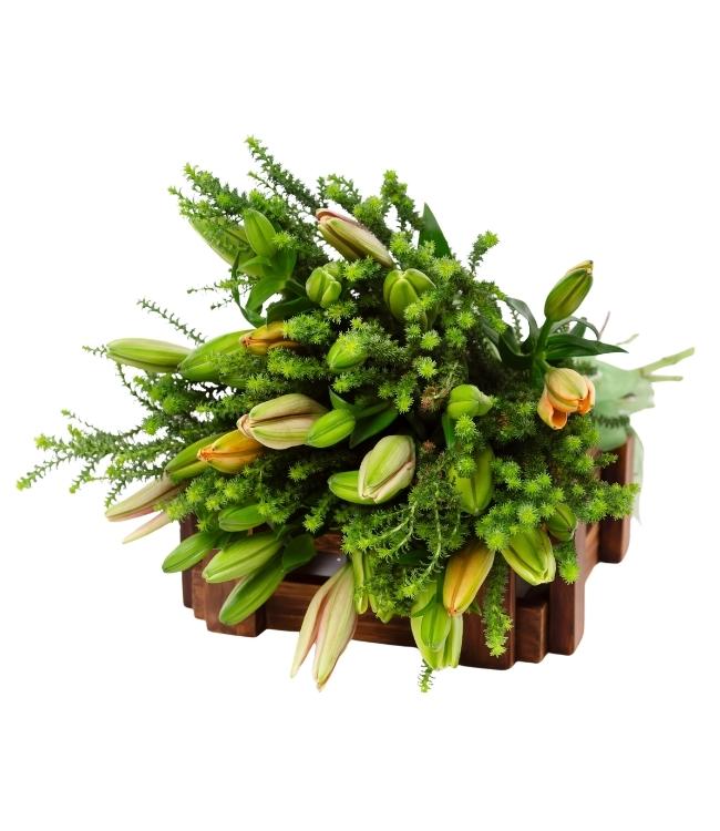 Elegant Lily Harvest – Budding Brilliance
