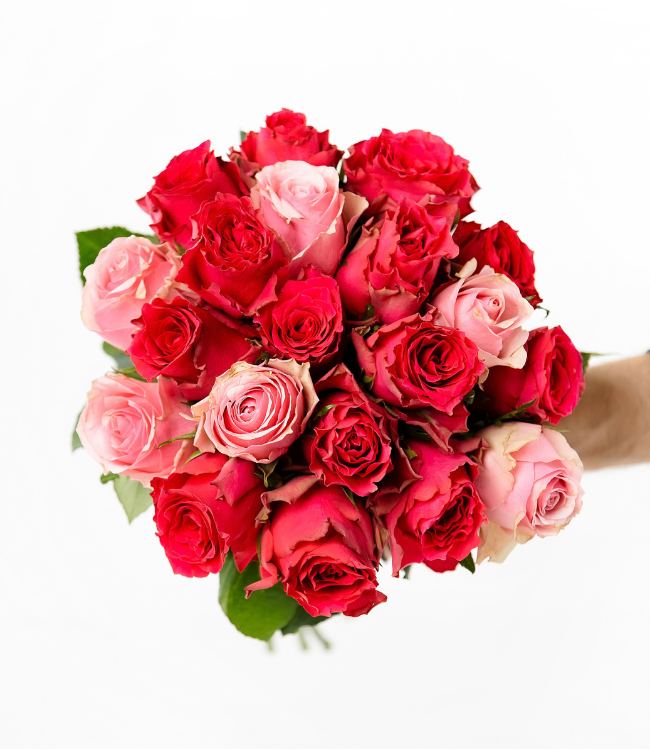 Rose 001