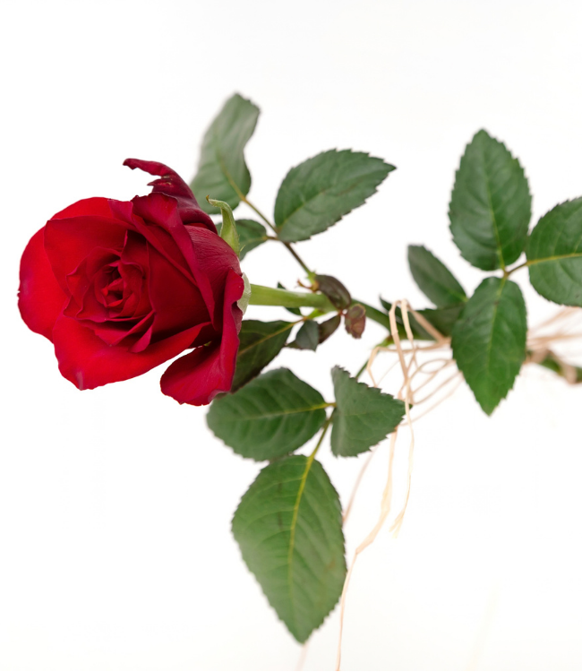 Rose 011